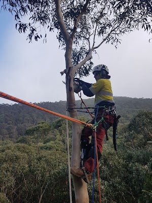 Surfcoast Tree Services project 5
