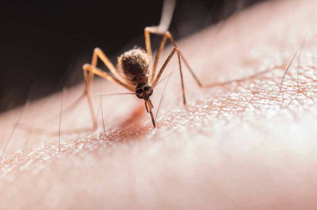 Swat Pest Management Services (TAS) Pty Ltd