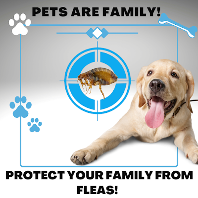 Sydney Pest Crew work 3