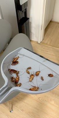 Sydney Pest Crew project 6