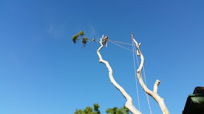 Sydney Tree Works photo 2
