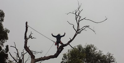 Sydney Tree Works photo 3