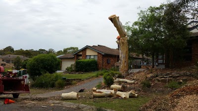 Sydney Tree Works project 5