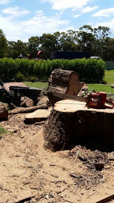 Sydney Tree Works project 6