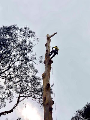 Tailored Tree Care photo 2