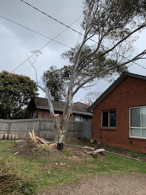 Tailored Tree Care photo 3