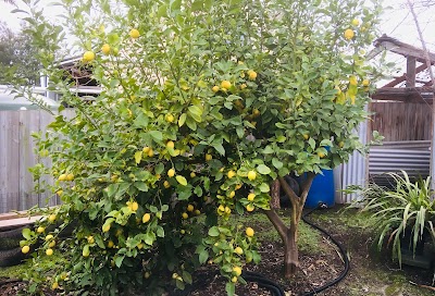 Tailored Tree Care project 5