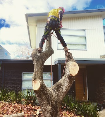 Tailored Tree Care project 6