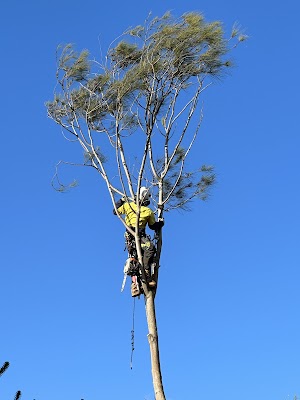 Tailored Tree Care photo 1