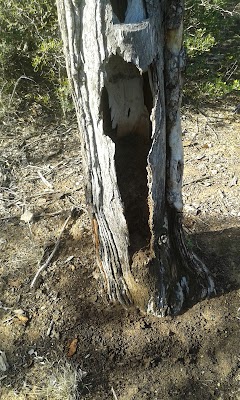 Terminix Pest & Weed Control Pty Ltd