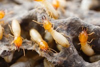 Termites VIC Termite & Pest Control