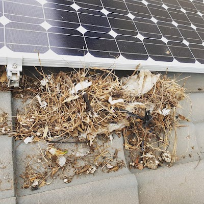 Termiticidal Pest & Termite Management project 6