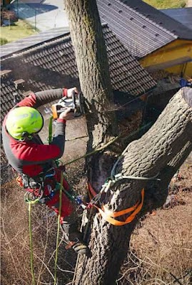 Terrific Trees photo 3