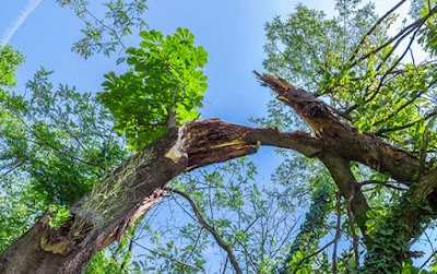 Terrific Trees project 4