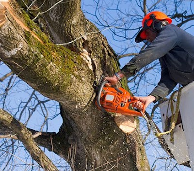 Terrific Trees project 5