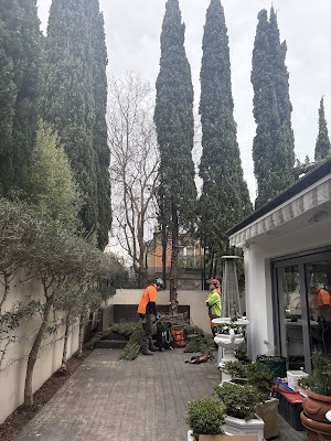 The Higher Climber Tree Services project 4