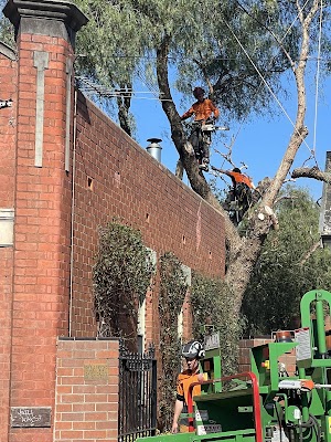 The Higher Climber Tree Services project 6