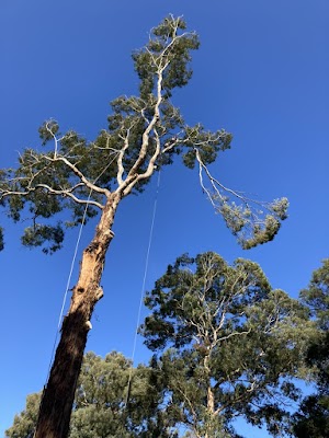 The Tree Company photo 2