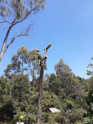 Timber Trees and Stump Services photo 2