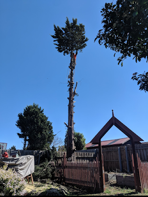 Timber Trees and Stump Services project 4