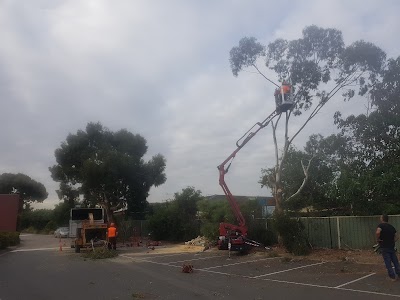 Timber Trees and Stump Services project 5