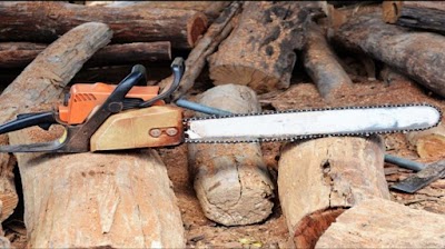 Timber Trees and Stump Services photo 1