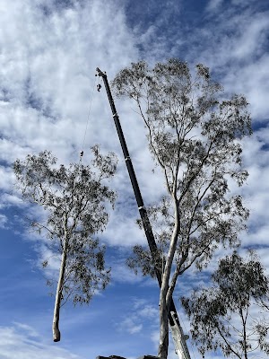 Top Cut Tree Services work 4