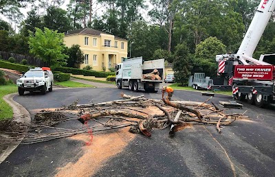 Top Cut Tree Services