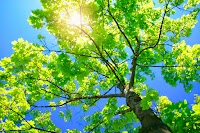 Total Tree Care Australia