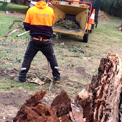 Tree Culture Arborists photo 2
