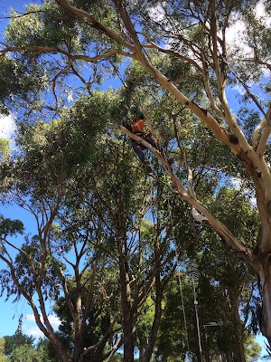 Tree Culture Arborists photo 3