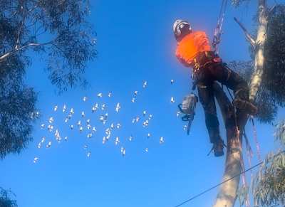 Tree Culture Arborists project 5