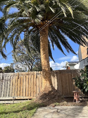 Tree Culture Arborists project 6