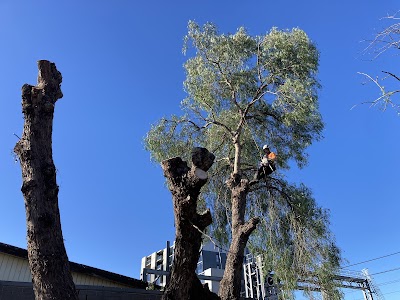 Tree Culture Arborists photo 1