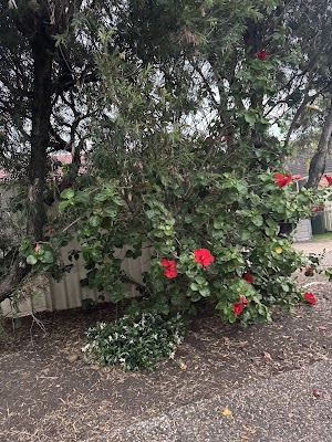 Tree Loppers and Tree Removal Menai photo 2