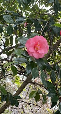Tree Loppers and Tree Removal Menai photo 3