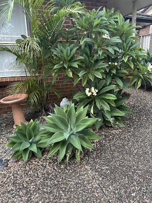 Tree Loppers and Tree Removal Menai project 4