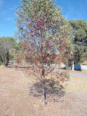 Tree Loppers and Tree Removal Menai project 6