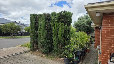 Tree Ninja project 4