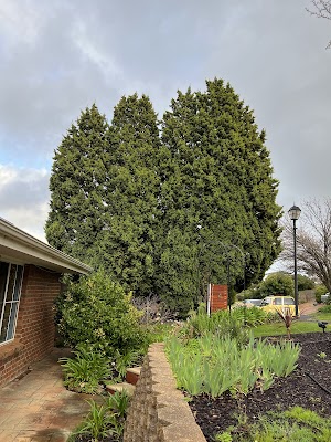 Tree Ninja project 5