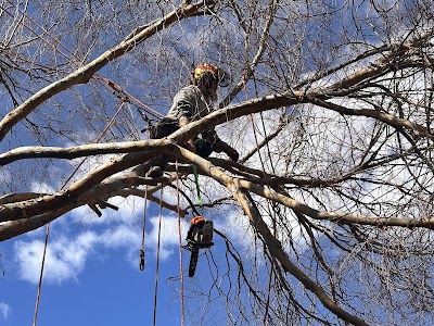 Tree Ninja project 6