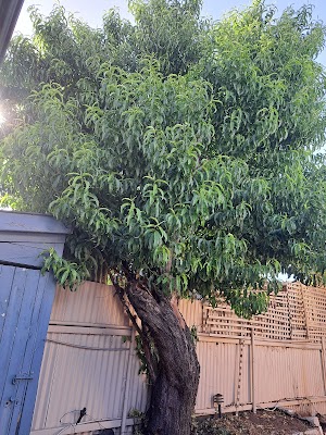 Tree Removal Adelaide project 5