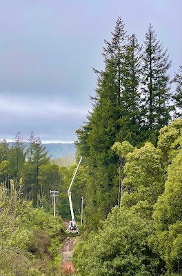 Tree Tech Management photo 2