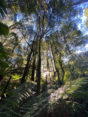 Tree Tech Management photo 3