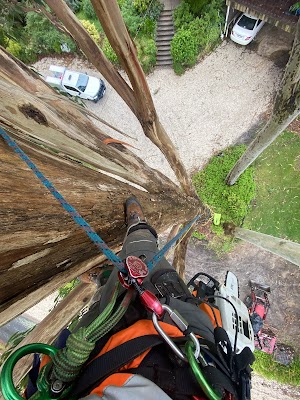 Tree Tech Management work 4