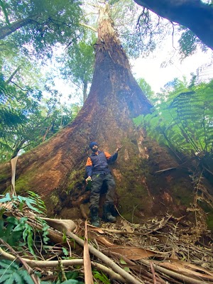 Tree Tech Management project 5