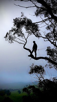 Tree Tech Management project 6