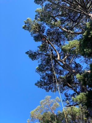 Tree Tech Management photo 1