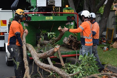 Trees With A Reason photo 2