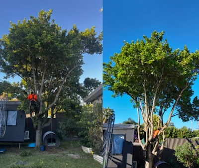 Trees With A Reason photo 3